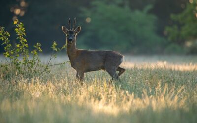 Event Photographer Near Me: Professional Event Coverage