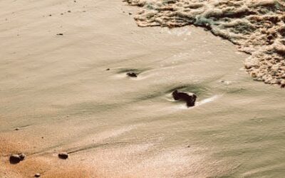 Palm Beach Outdoor Photography: Capture Paradise