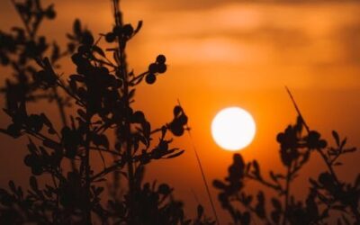 Palm Beach Golden Hour Photoshoots