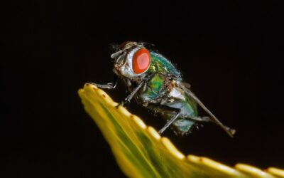 Family Photographer Near Me: Capture Precious Family Moments