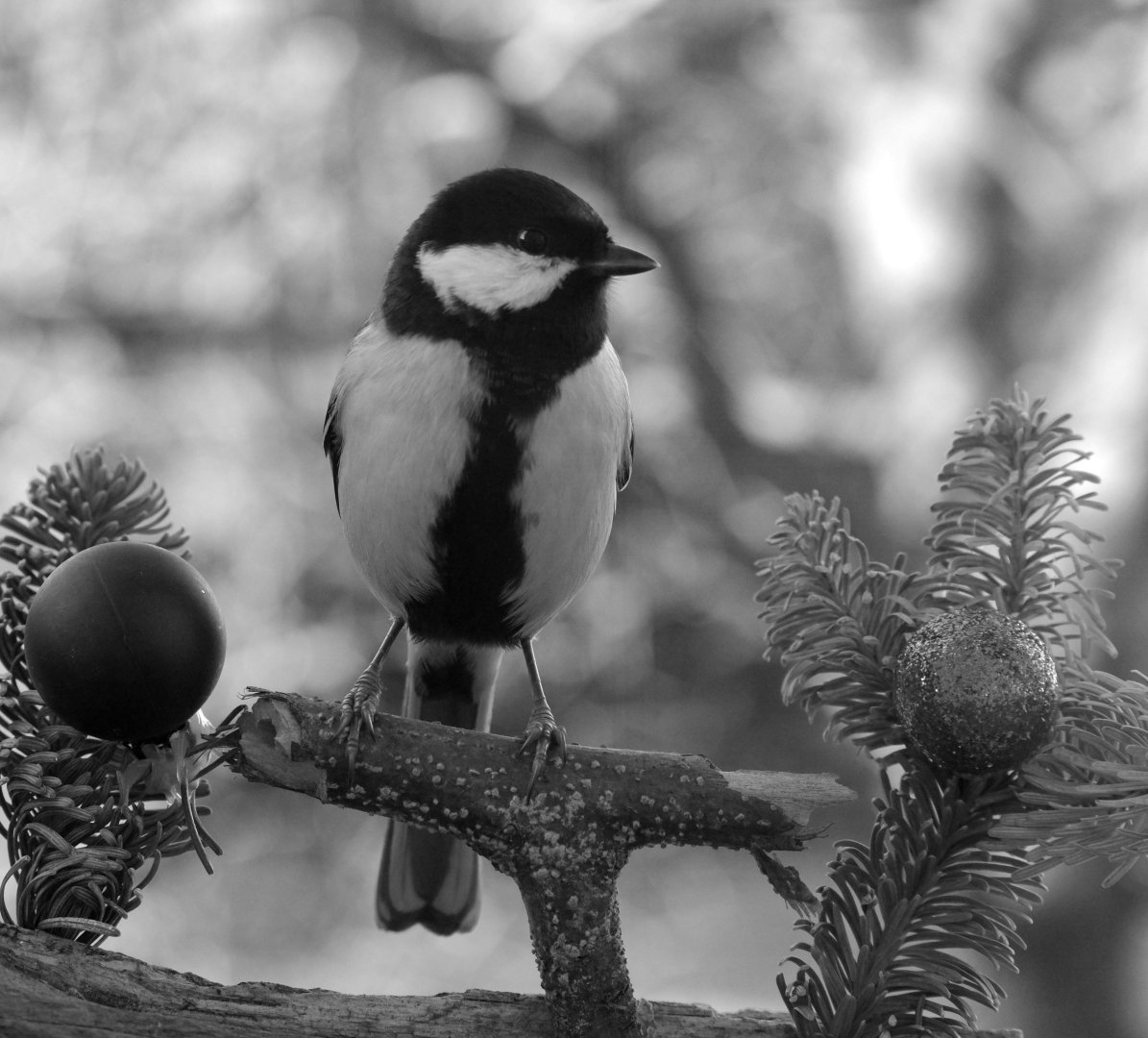 outdoor photographer