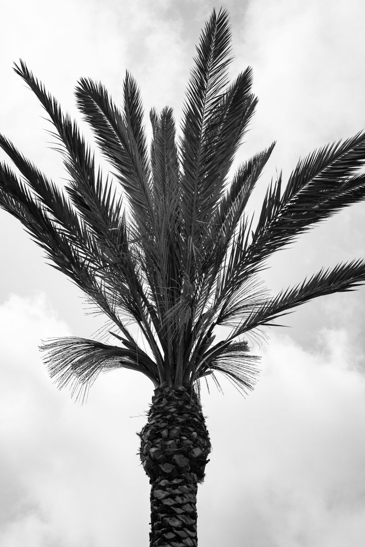 outdoor photography in palm beach