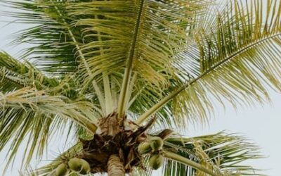 Best Outdoor Photoshoots: Palm Beach Edition