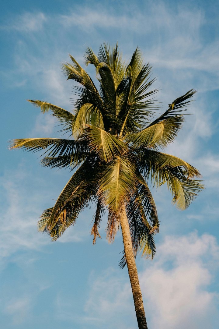 outdoor photography in palm beach