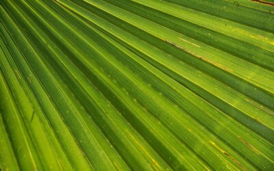 West Palms Luxe Lunchscapes: Savor the Scene