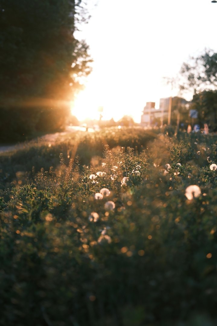 golden hour photography